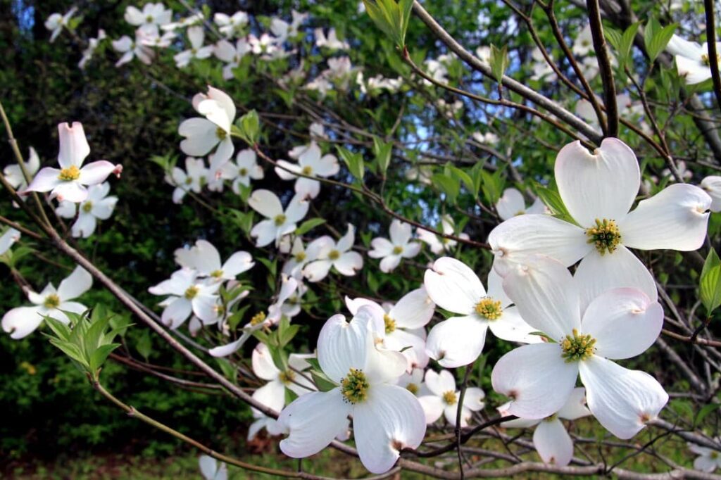 A line of bright white dogwood blossoms