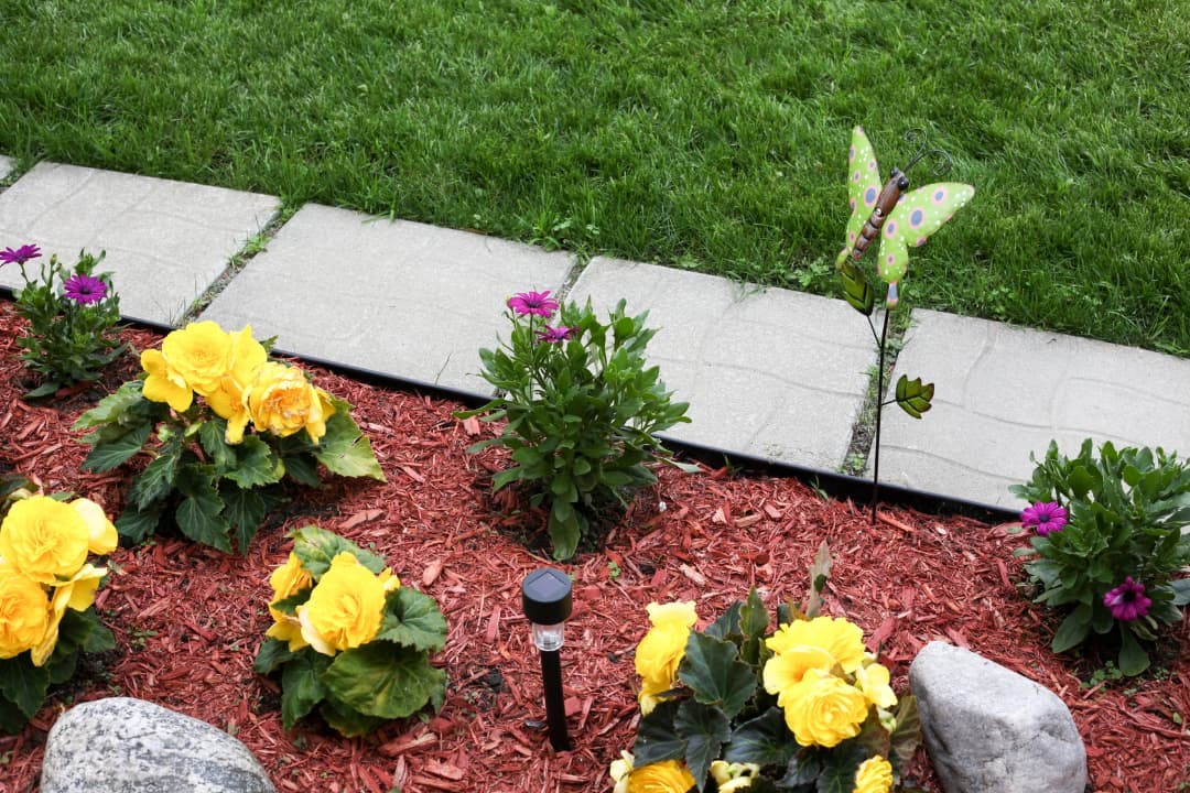 A flowerbed with begonias