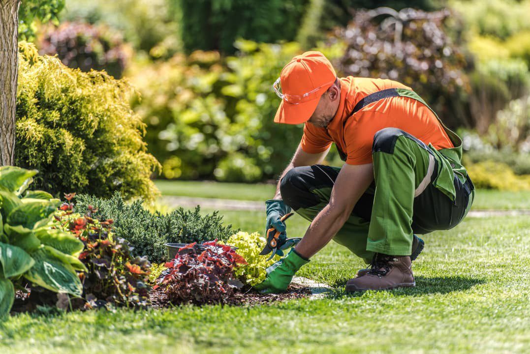 A landscape expert pruning plants with a garden scissors