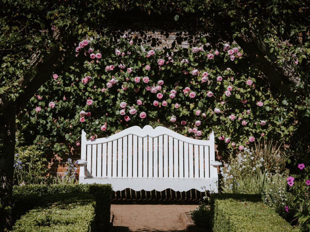 rose garden with white bench