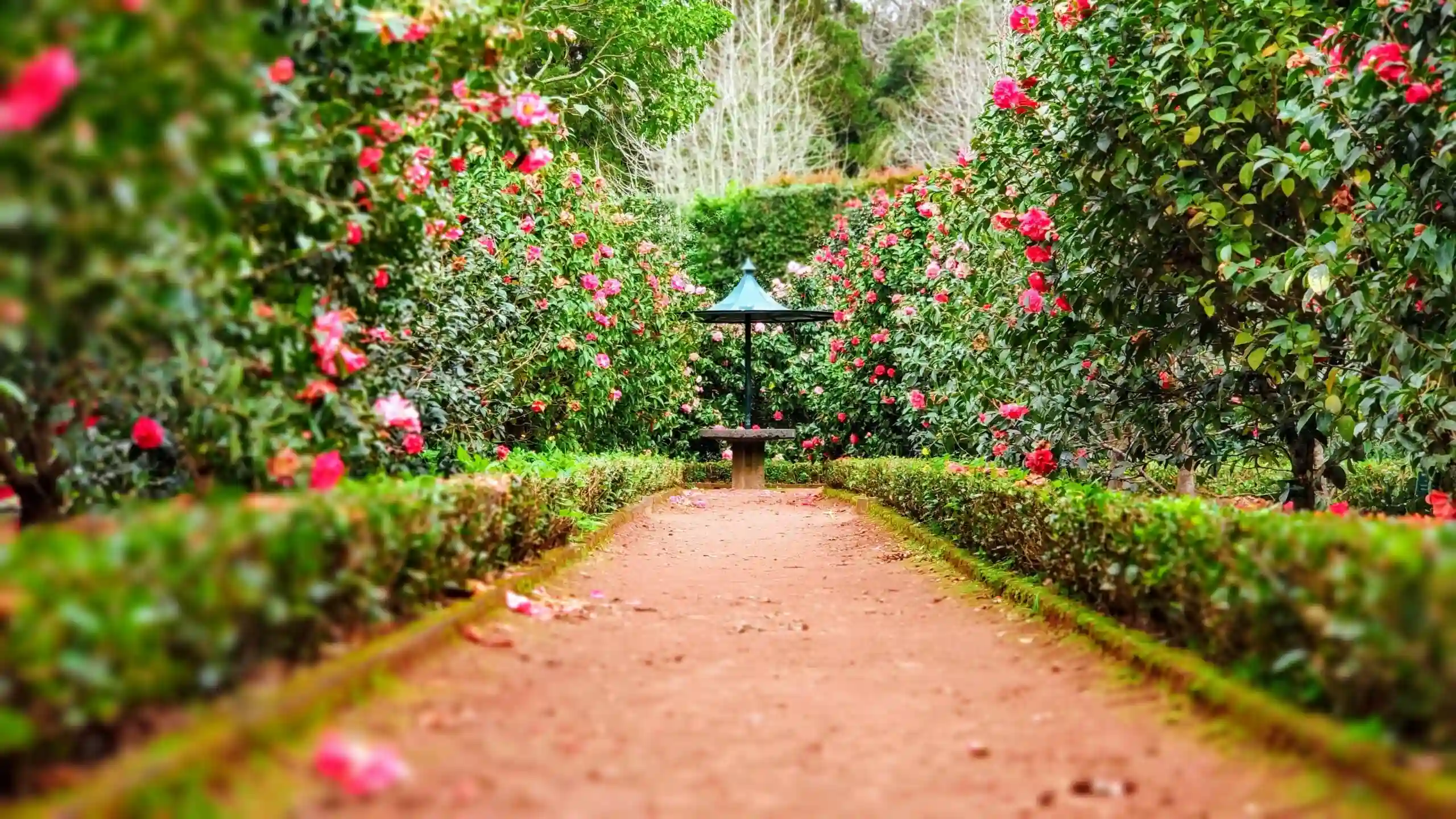 Rose flowers and pink flowers spread through the garden. Downers Grove