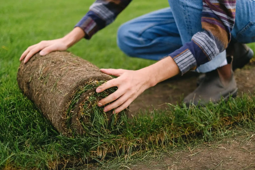 gardener laying grass roll