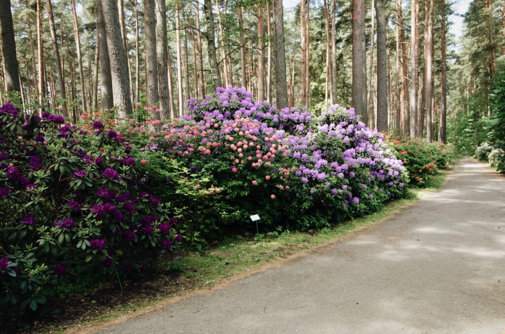 Colorful rhododendron flowers blooming in garden by walkway 