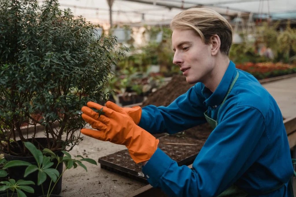 Man pruning a plant