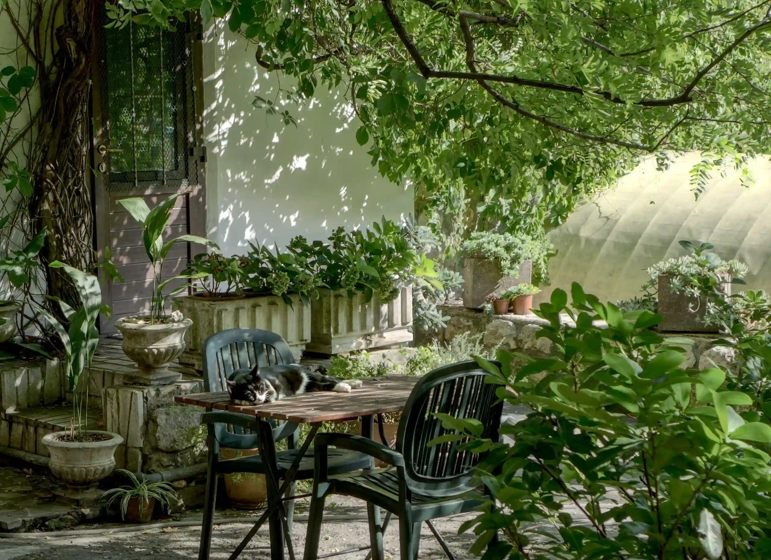 A cat having a nap on a table in a small, green front yard.