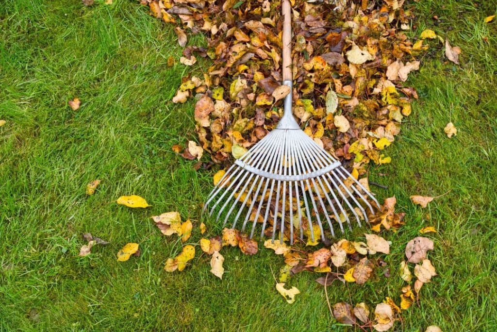 Autumn leaves and rake on green garden lawn