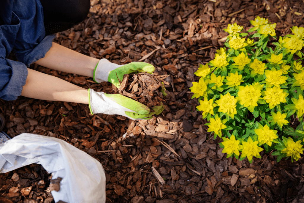 A person mulching a flower bed with pine tree