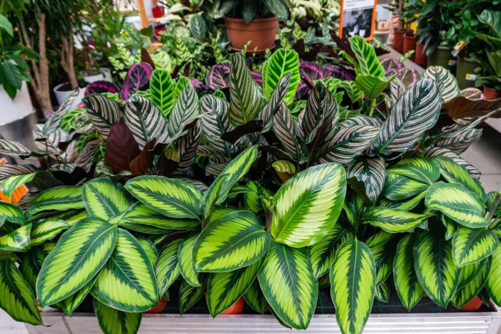 Beautiful and colorful plants on display