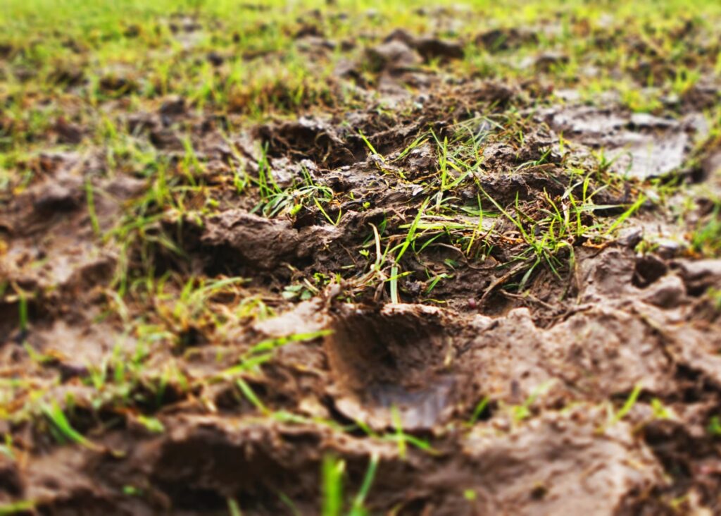 A muddy yard close up shot