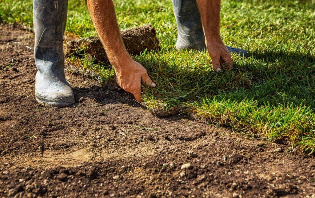 A man carefully laying down fresh garden sod to create a lush and green lawn.