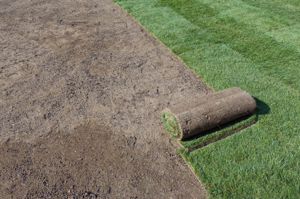 A roll of fresh sod positioned on prepared garden soil, ready for installation to create a lush and green lawn.
