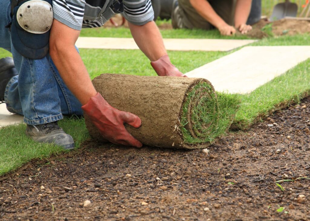 Make sure the soil is slightly compacted but not too dense, allowing for good root penetration.