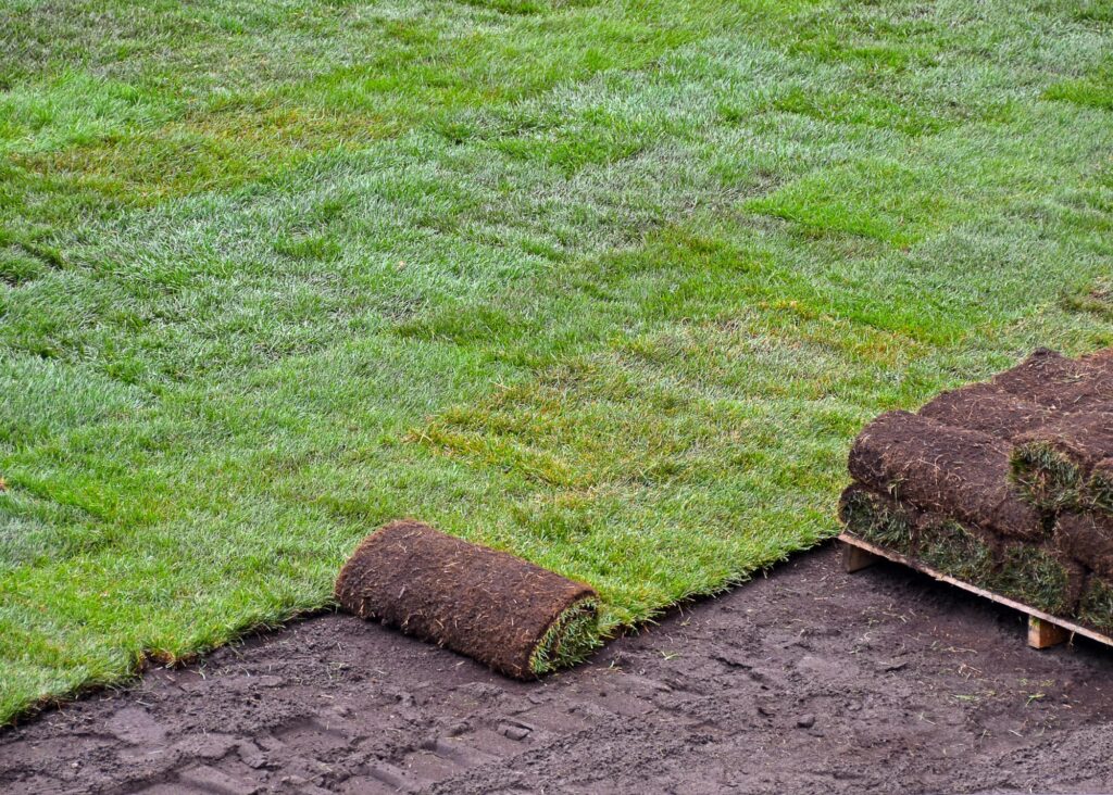 Living sod grass being laid on a garden