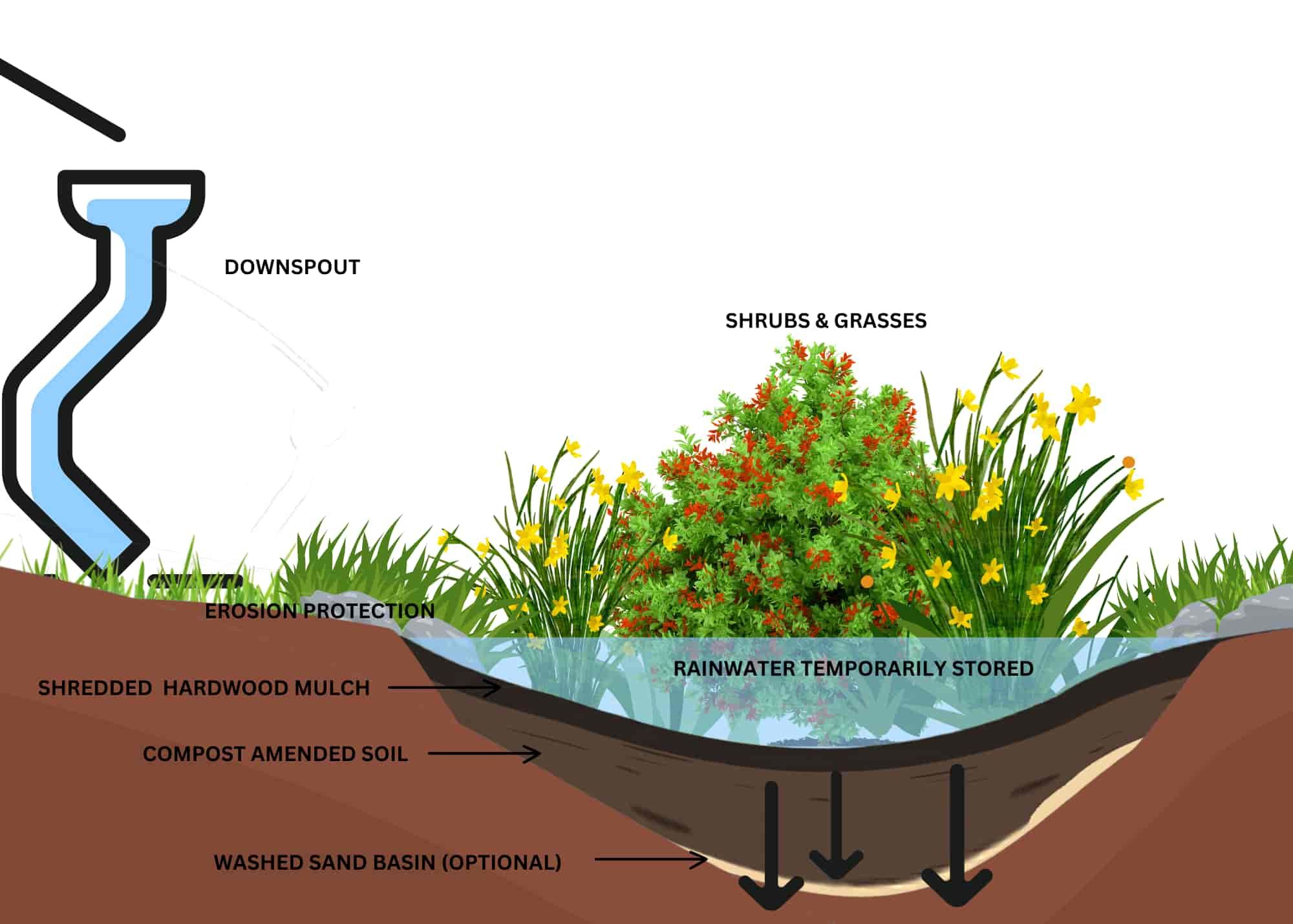 A rain garden is a planted, shallow area designed to catch and filter stormwater runoff.