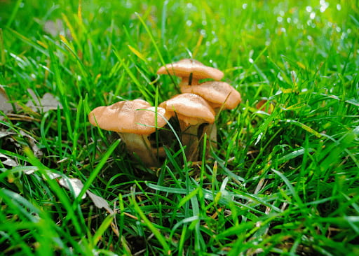 Overwatered grass attracts fungi such as brown patch and mushrooms.