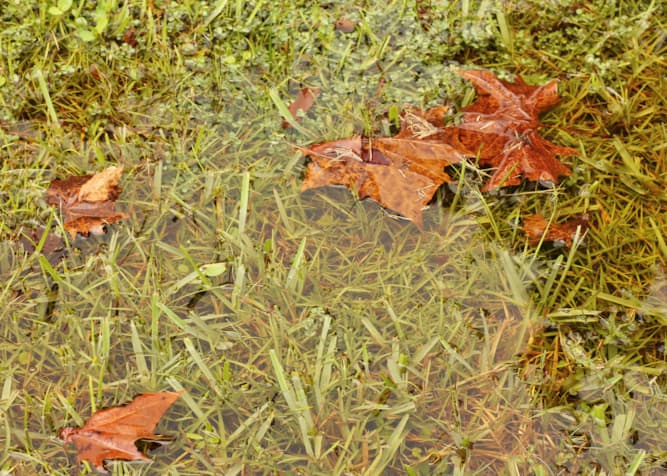 Water pooling in the yard is often a sign of improper drainage.