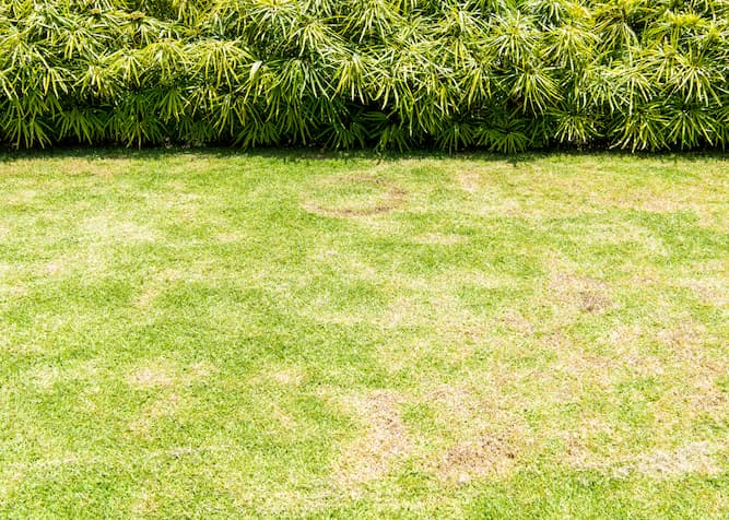 A patch of dead grass in a yard, resulting from poor water absorption and drainage.