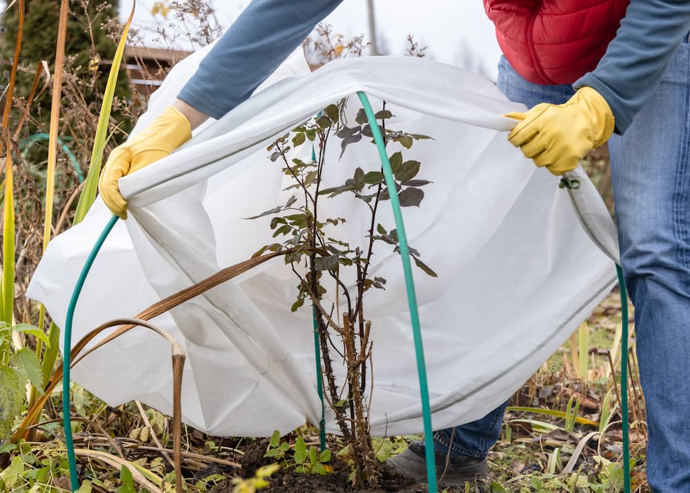 A close-up of frost-protection fabric being laid over plants to guard them against winter weather.