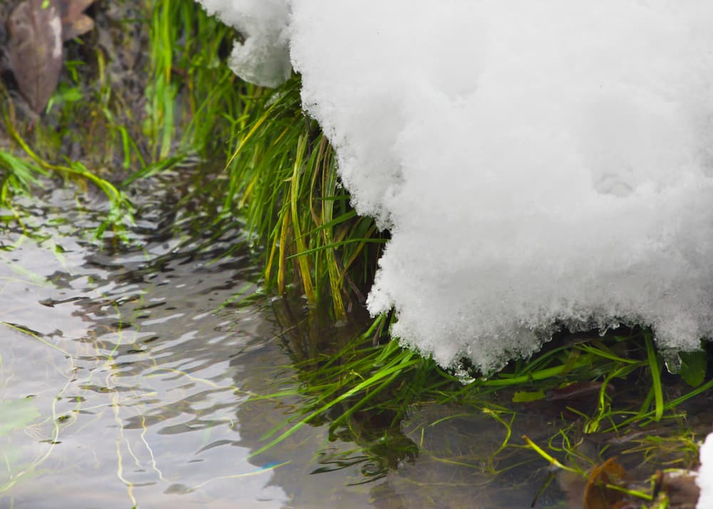 Standing water on the lawn after snowmelt is a clear indicator that the French drain may have frozen, blocking proper drainage.