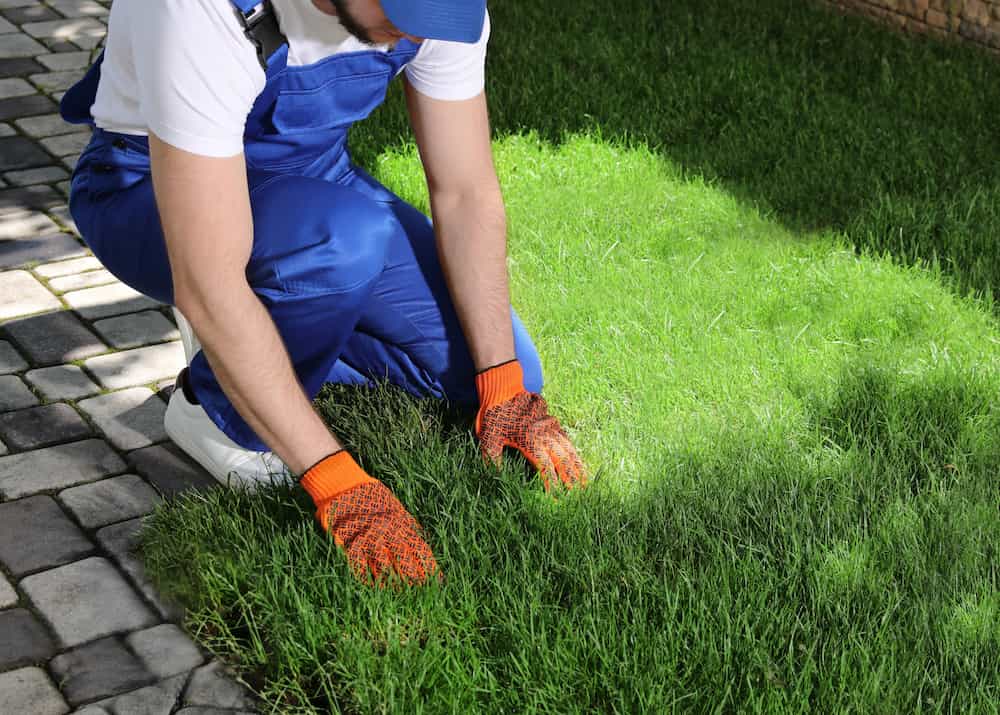 Newly laid sod creating a lush, even green lawn at a Glencoe residential property.
