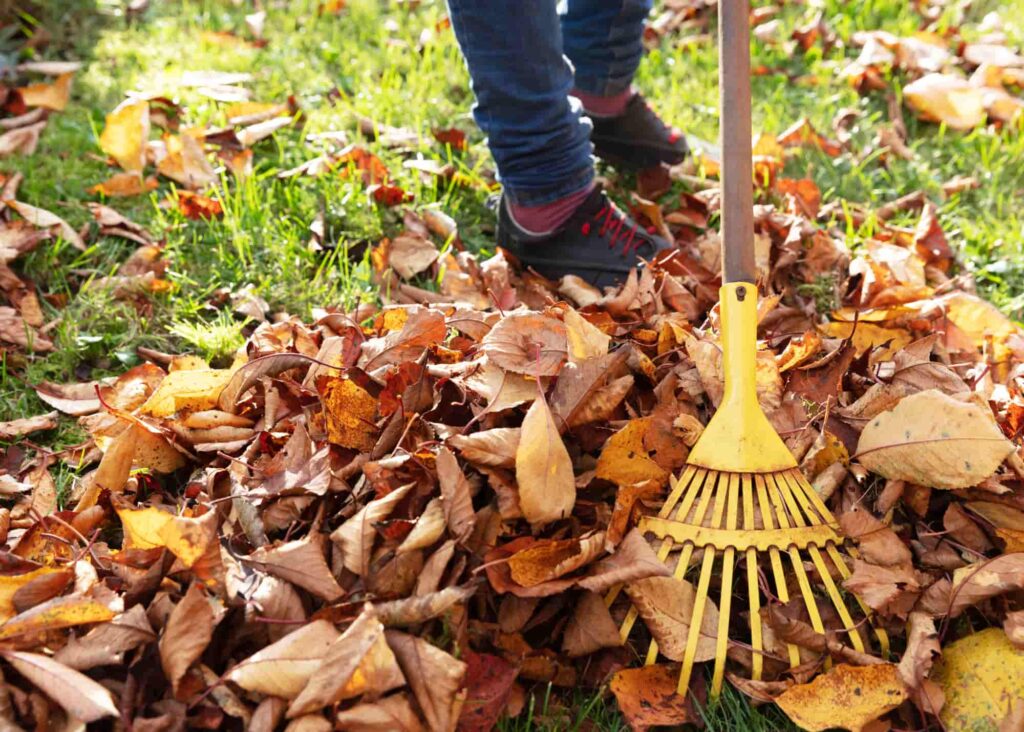 Professional fall yard maintenance in progress with leaves being raked and flowerbeds cleaned.