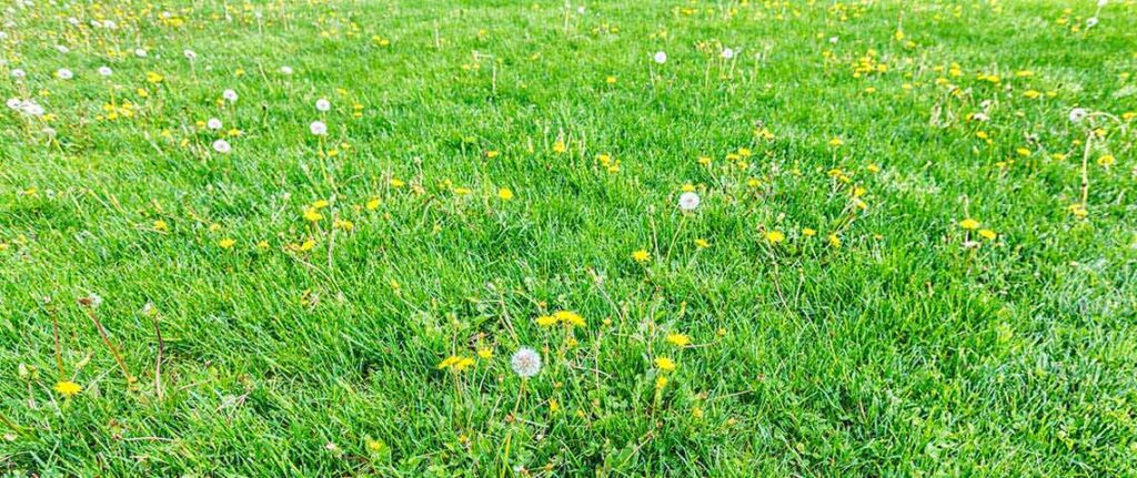 Dandelion
