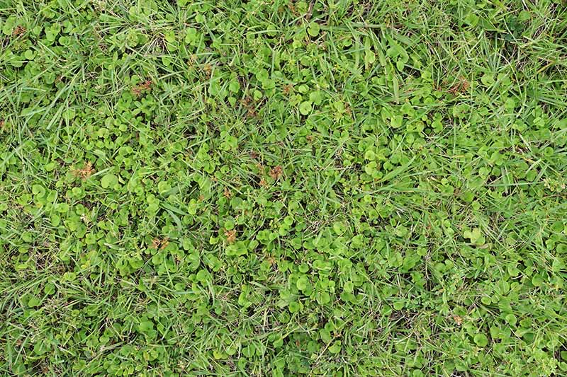 Lawn-with-heavy-infestation