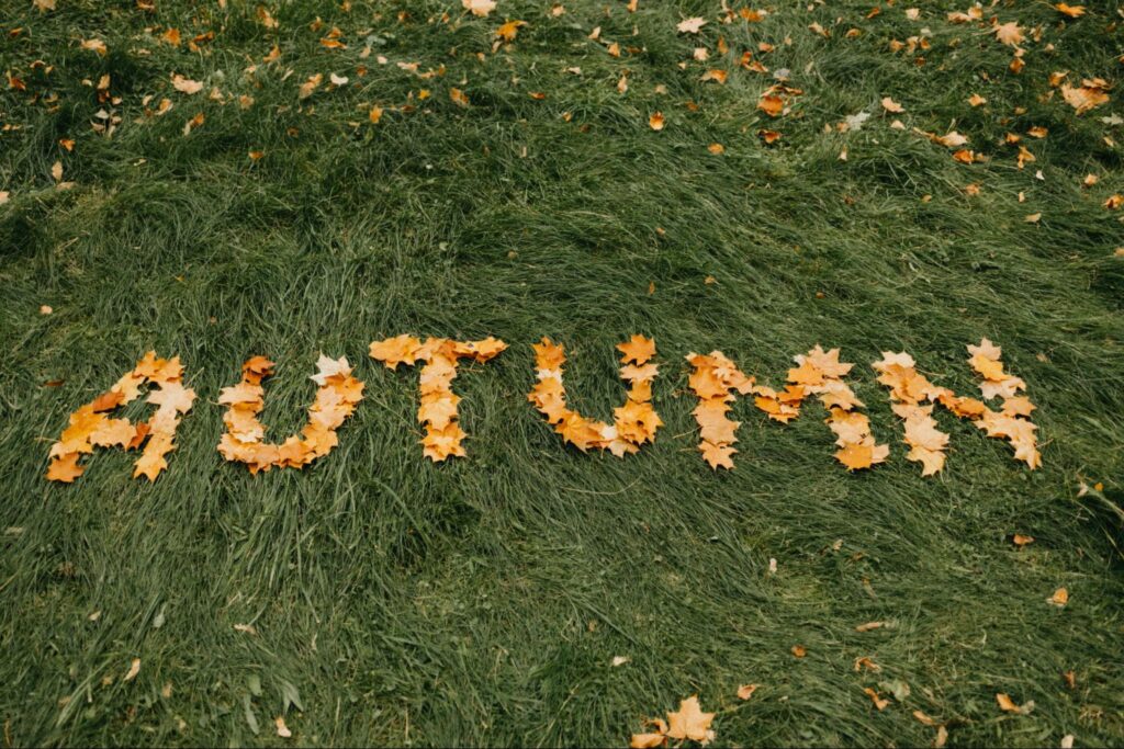 Best Lawn Grass for Autumn