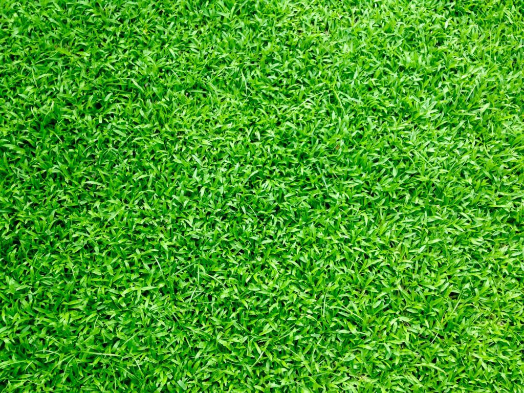 Best Lawn Grass for Summer