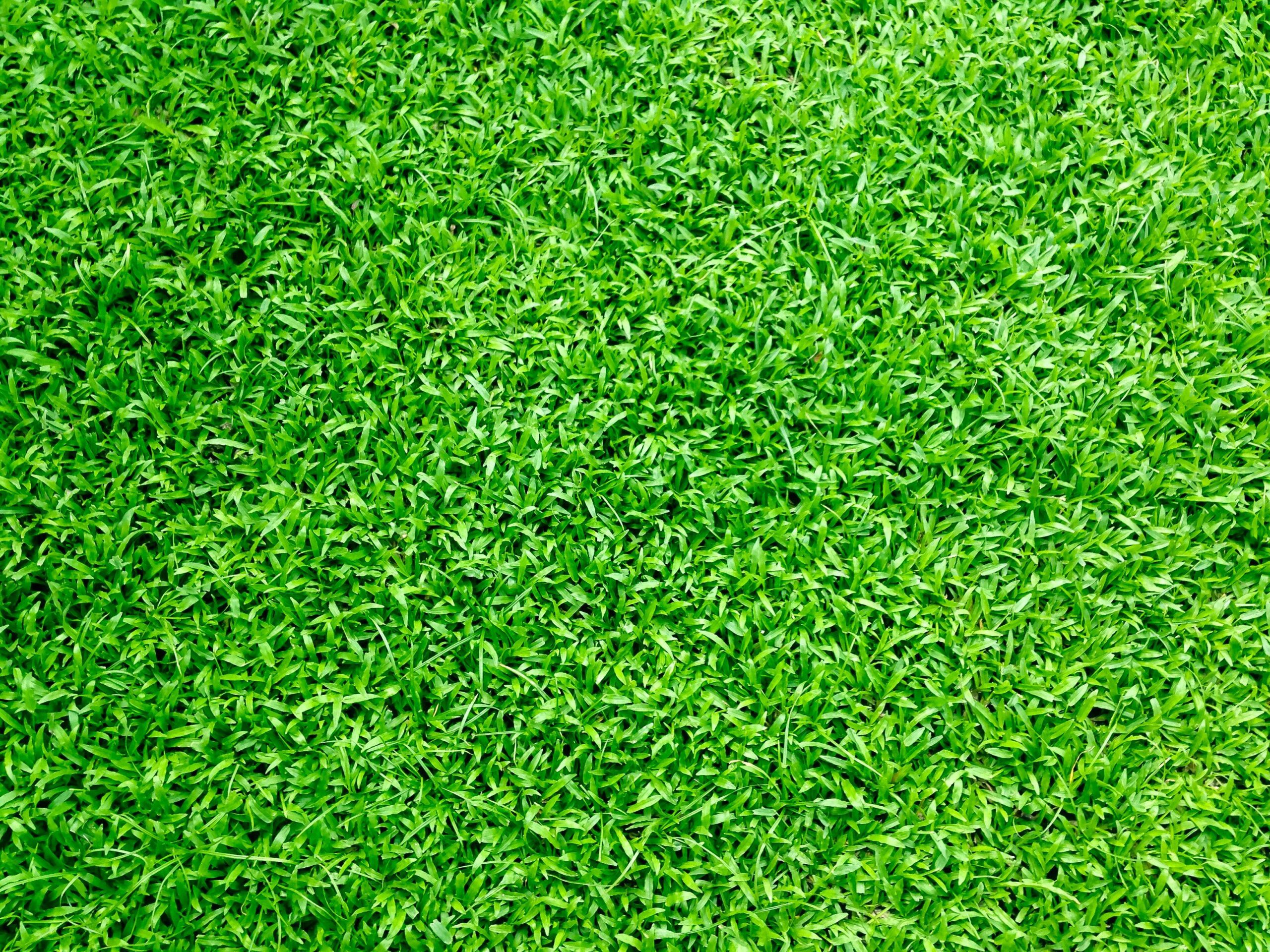 Best Lawn Grass for Summer