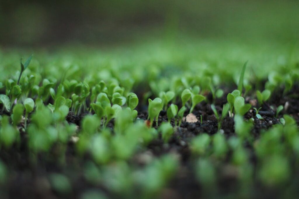 Grass Installation Cost: What Homeowners Should Know