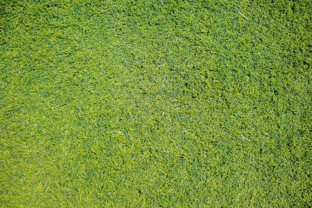 Outdoor Garden Inspiration