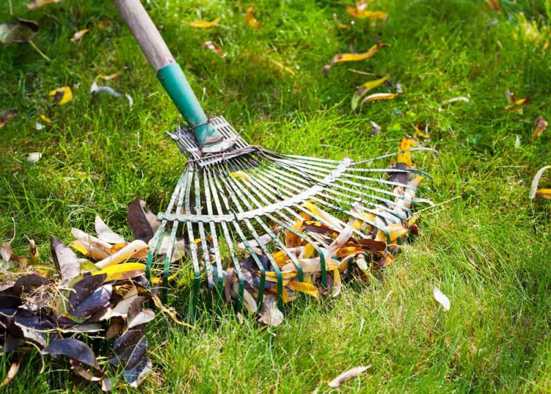 Fall leaves being collected and removed during seasonal yard maintenance service.